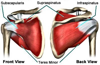 Human Anatomy Rotator Cuff